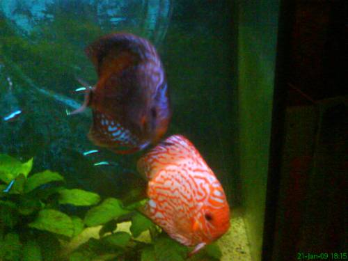 diskus paar zu verkaufen