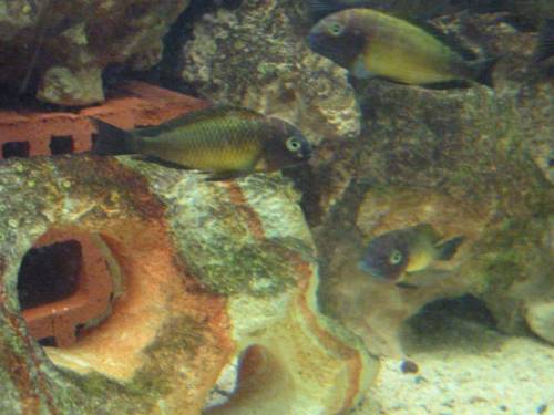 tanganjikacichliden tropheus moorii