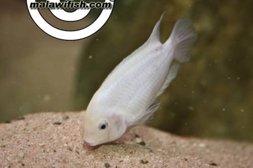 buntbarsche wei cryptoheros nigrofasciatus weie form 