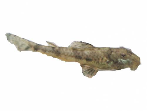 sehr seltene lda pittbull welse