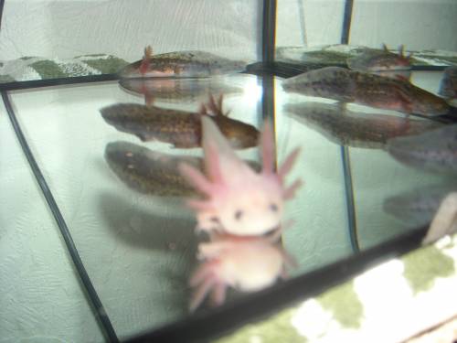 axolotl