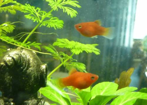 rote platys