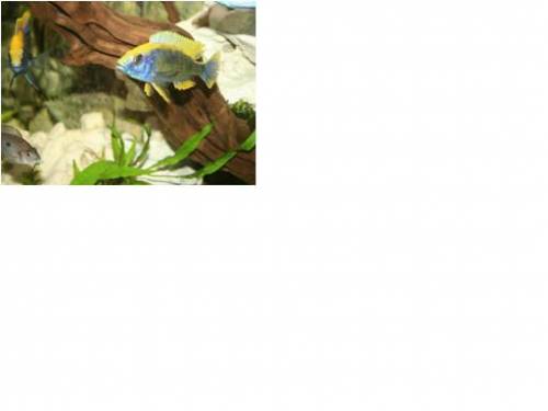 otopharynx lithobates