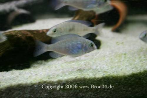 cyrtocara moorii wfn