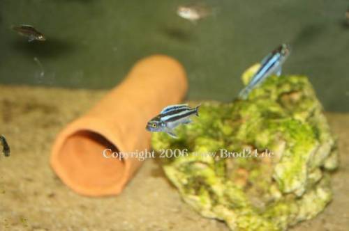 melanochromis cyaneorhabdos maingano