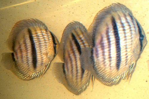 heckel xl wildf�nge