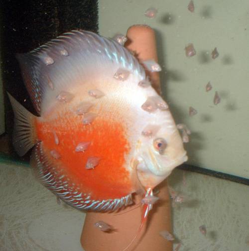 diskus zucht laden kostenlose beratung website