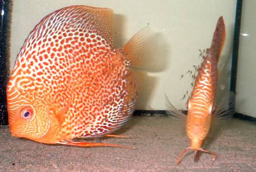 diskus asien import mitimport