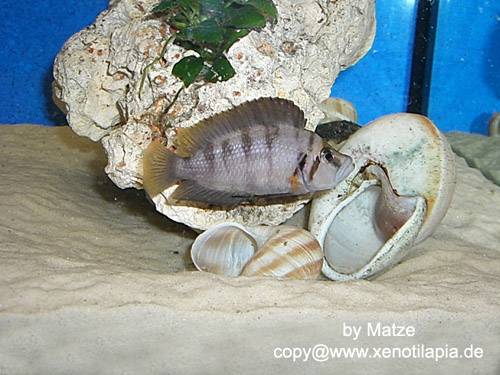 altolamprologus spec sumbu shell