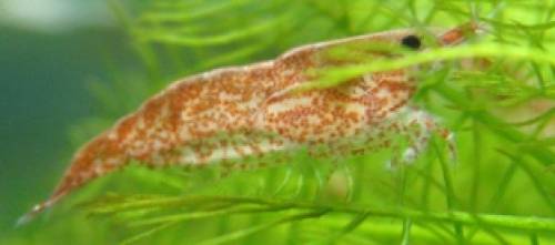 red cherry zu verkaufen