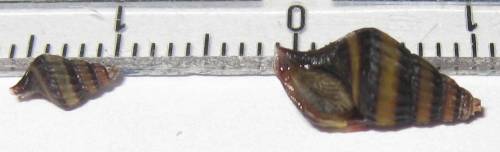 raubturmdeckelschnecke anentome helena