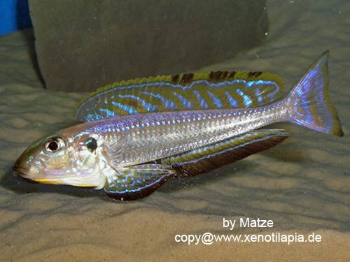 enantiopus melanogenys kekese