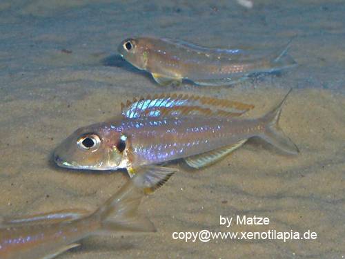 xenotilapia bathyphilus isanga