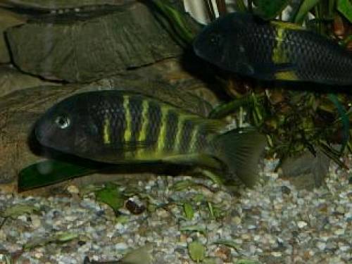 tropheus kipilli