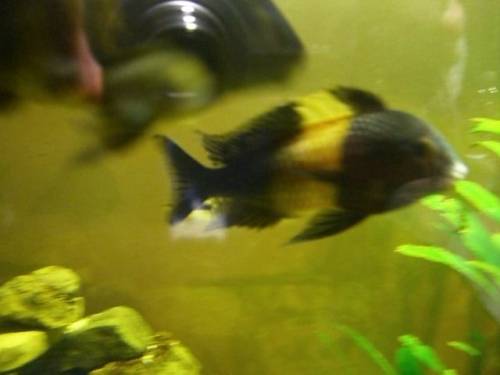 wfnz tropheus kiriza