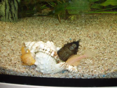 hallo verkaufe grosse antennen welse