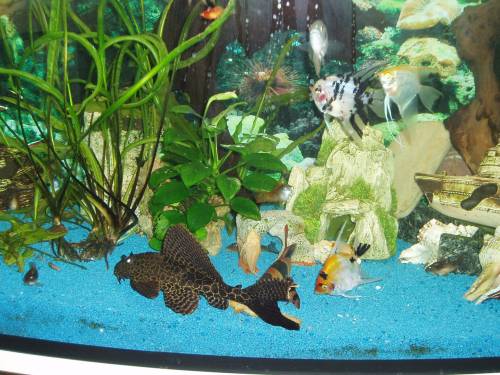 warbenschilder wels gold