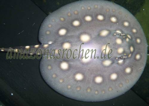 leopoldirochen leopoldi rochen