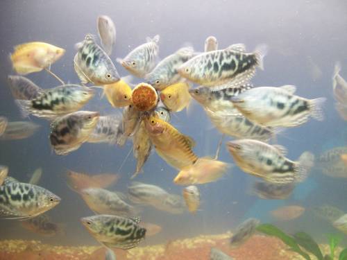 fadenfisch marmor und gelb ab eur