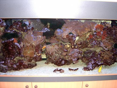 komplett eingerichtetes seewasseraquarium l