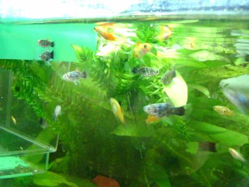 supertolle platys abzugeben