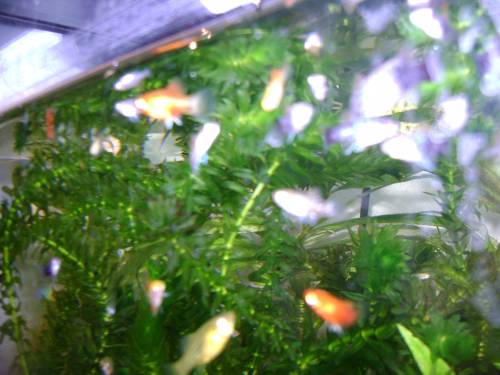 wer verschenkt aquarien