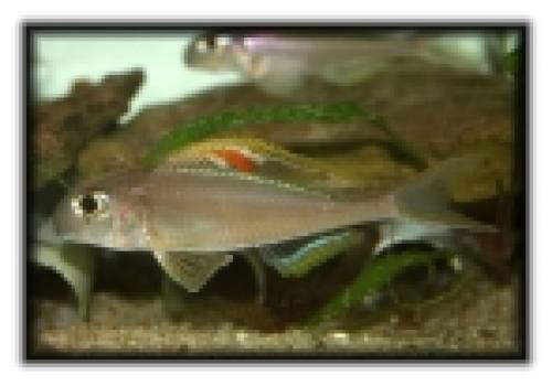 biete wfnz xenotilapia nigrolabiata red princess