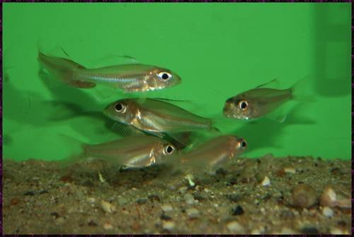 biete wfnz trematocara marginatum