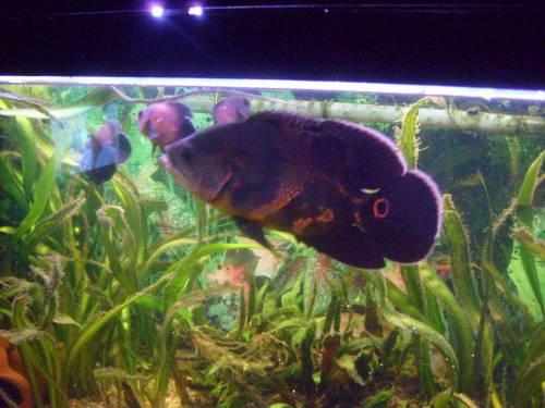 dringend astronotus ocellatus abzugeben