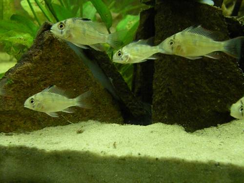 bolivianische schmetterlingsbuntbarsche