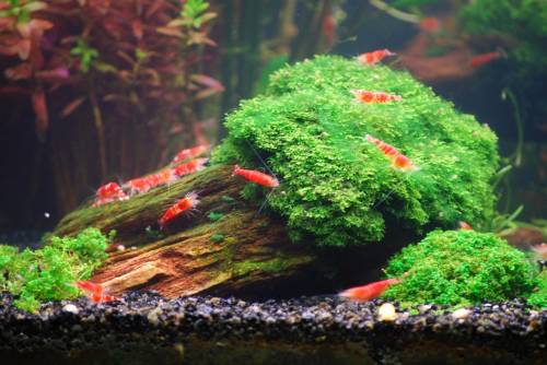 kristallrote zwerggarnelen �crystal red�