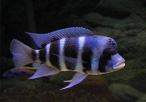 verkaufe barsche cyphotilapia frontosa blue zaire