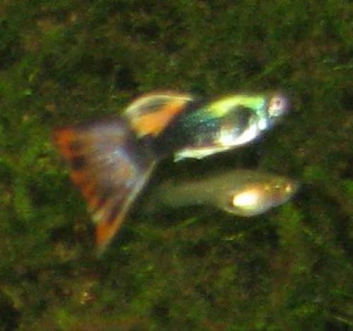 bunte guppys abzugeben