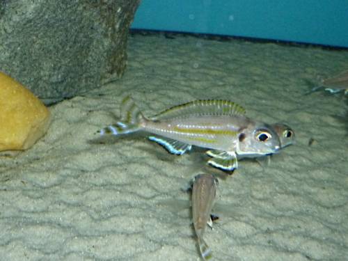 xenotilapia caudafasciata 