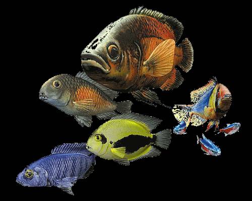 aquaristik ausstellung in bielefeld kostenlos