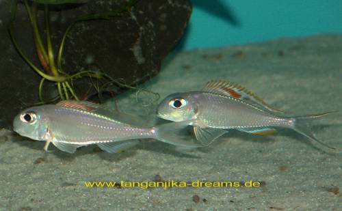 xenotilapia nigrolabiata red princess
