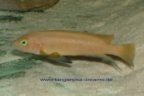 tanganjikacichliden