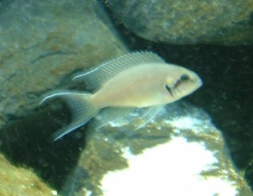  x neolamprologus brichardi