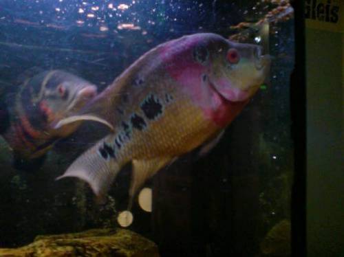 flowerhornbuntbarsch cm abzugeben