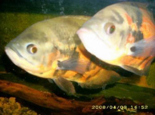 pfauenaugenbuntbarsch p�rchen cm roter oskar