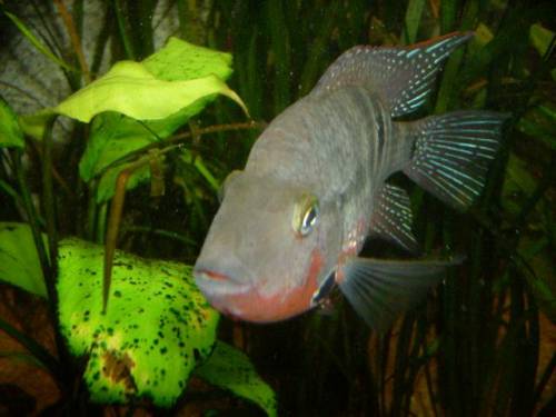  feuermaulbuntbarsch abzugeben