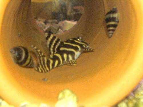 l hypancistrus new queen arabesque