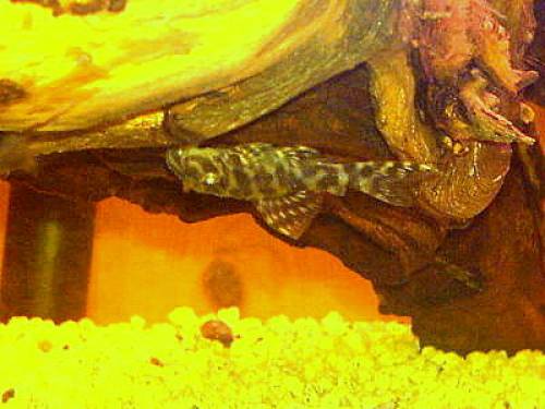 hypancistrus guru pa