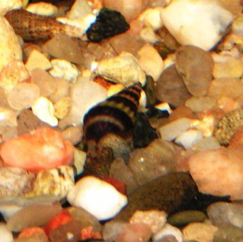 anentome helena raubschnecken