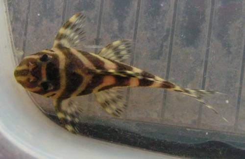 l hypancistrus new queen arabesque