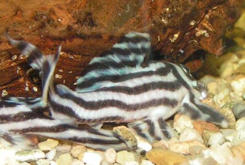 l hypancistrus zebra