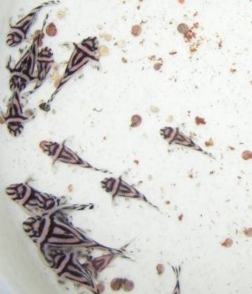  st�ck l hypancistrus zebra cm kostenloser versand