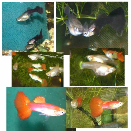 guppy goldmolly und kohaku koi schwerttr�ger