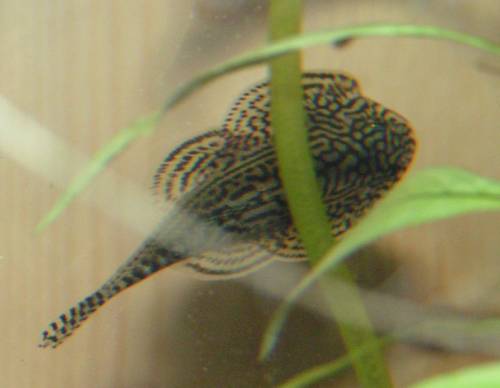 sewellia lineolata pracht flossensauger