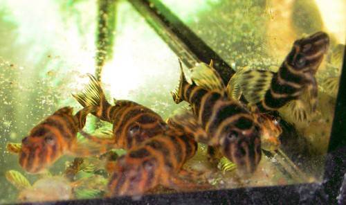 l hypancistrus mega clown